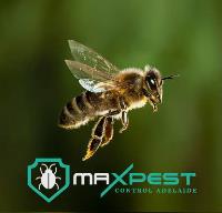 MAX Bee Removal Adelaide image 10